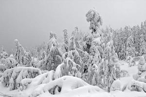 arbre enneigé en Laponie