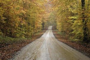 route de gravier dans une forêt de hêtres d'automne