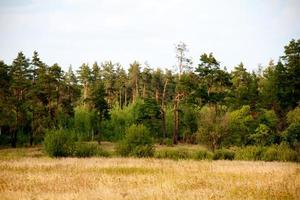 vallée d'herbe dans la forêt pendant l'été photo