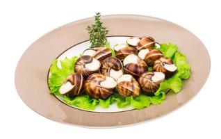 escargot sur la plaque et fond blanc photo