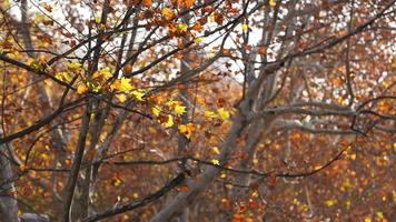 la belle vue d'automne avec les feuilles colorées sur les arbres en automne photo