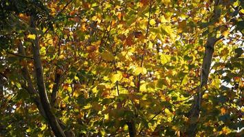 la belle vue d'automne avec les feuilles colorées sur les arbres en automne photo