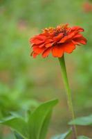 les zinnias orange sont en pleine floraison et de beaux pétales dans un jardin thaïlandais. photo