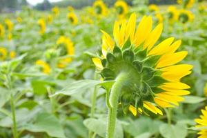 champ de tournesol et arrière-plan flou dans le jardin de la thaïlande photo