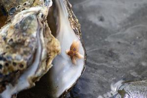 petite huître étoile de mer photo