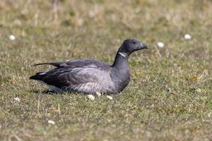 Prairie d'oie cravant photo