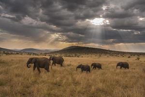 famille d'éléphants marchant dans la savane photo