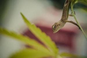 Close up brown thai caméléon sur fond vert naturel photo