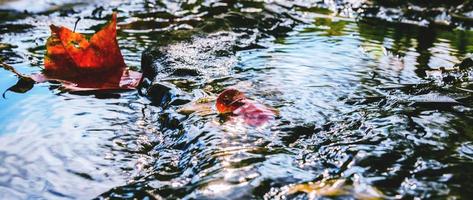 fond naturel. feuille d'érable flottant dans une chute d'eau. photo
