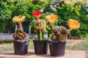 collection de cactus bois de cactus rouge et jaune, cactus en pot d'arbre. plantes de cactus sur table en bois et fond de nature.