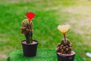 collection de cactus bois de cactus rouge et jaune, cactus en pot d'arbre. plantes de cactus sur table en bois et fond de nature. photo