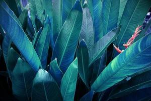 fond de texture de feuilles tropicales abstraites. photo
