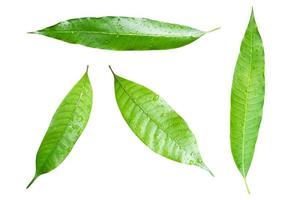 définir des feuilles de mangue avec une goutte d'eau isolée sur blanc avec un tracé de détourage. photo