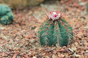 cactus nommé melocactus violaceus dans le jardin photo