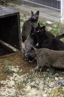 chats abandonnés dans la rue photo