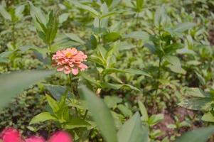 fleurs de zinnia fleurissant magnifiquement dans le jardin photo