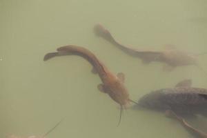 le poisson-chat nage dans un lac et un marais en israël photo