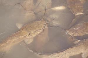 le poisson-chat nage dans un lac et un marais en israël photo