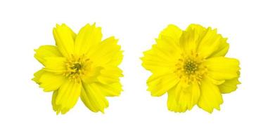 fleur de cosmos jaune isolée avec des chemins de détourage. photo