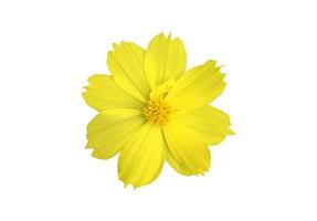 fleur de cosmos jaune isolée avec des chemins de détourage. photo