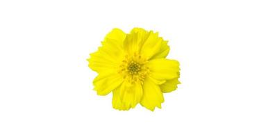 fleur de cosmos jaune isolée avec des chemins de détourage. photo