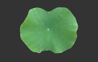 nénuphar isolé ou feuille de lotus avec des chemins de détourage. photo