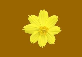 fleur de cosmos jaune isolée avec des chemins de détourage. photo