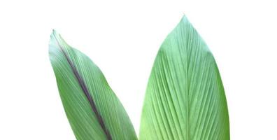 feuille isolée de curcuma et de curcuma aeruginosa avec des chemins de détourage. photo