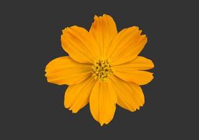 fleur de cosmos jaune isolée avec des chemins de détourage. photo