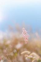 mise au point floue de l'herbe natale rose avec un arrière-plan flou de couleur marron et bleu à partir de feuilles sèches et d'eau du lac. photo