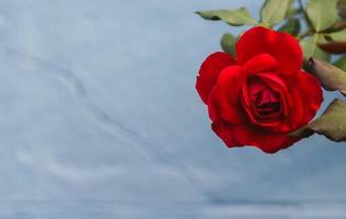 couleur rouge rose sur son arbre avec fond de mur bleu clair. photo