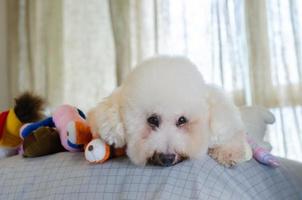 adorable chien caniche blanc souriant et heureux assis et prenant de nombreux jouets pour jouer sur le lit. photo