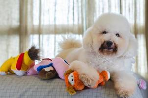 adorable chien caniche blanc souriant et heureux assis et prenant de nombreux jouets pour jouer sur le lit. photo
