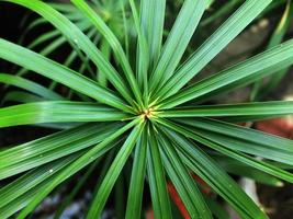 feuille tropicale verte, gros plan avec des détails de texture. photo