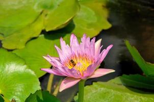 fleur de lotus avec feuille verte et eau photo