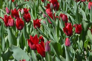 fleurs de tulipes rouges et fond de feuilles vertes par une journée ensoleillée. fleurs de printemps. photo
