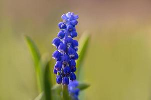 Une fleur de muscari bleu dans un jardin photo