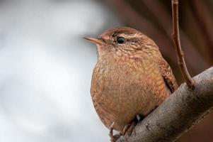 un troglodyte est assis sur une branche et cherche de la nourriture photo