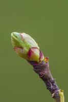 beaucoup de bourgeons frais sur une branche photo