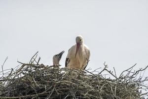 une cigogne blanche avec des poussins dans son nid photo