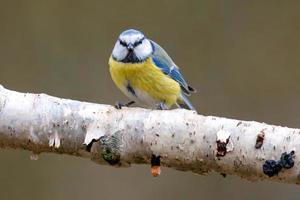 une mésange bleue est assise sur une branche photo