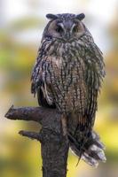 un hibou moyen-duc est assis sur un vieux tronc d'arbre photo