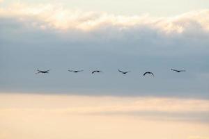 six grues volent dans le ciel photo