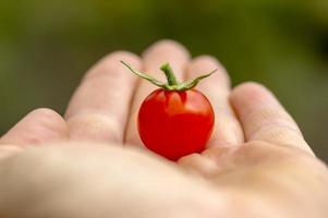 une main avec une tomate photo