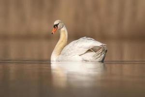 un cygne nage sur un lac photo