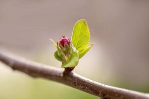 beaucoup de fleurs sur une branche d'un pommier photo