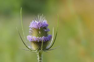 une fleur de chardon sur un pré photo