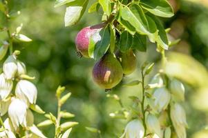 une branche avec des poires mûres photo