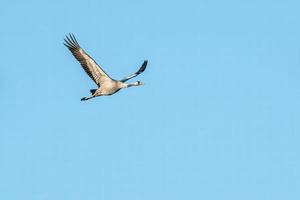 une grue vole dans le ciel photo