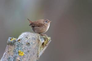 un troglodyte est assis sur une branche et cherche de la nourriture photo